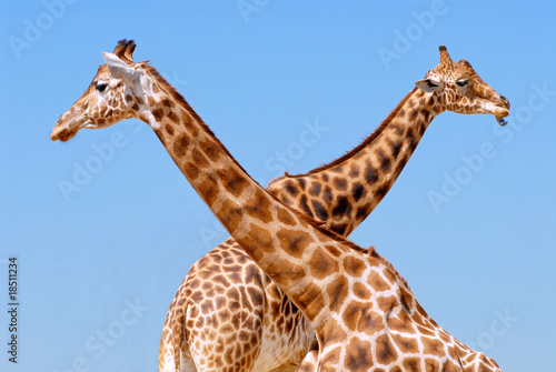 Deux girafes formanr un Vé avec leurs cous