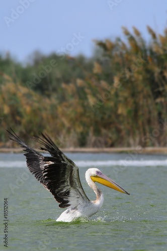 Great White Pelican (Pelecanus onocrotalus), lake Maayan Zvi photo