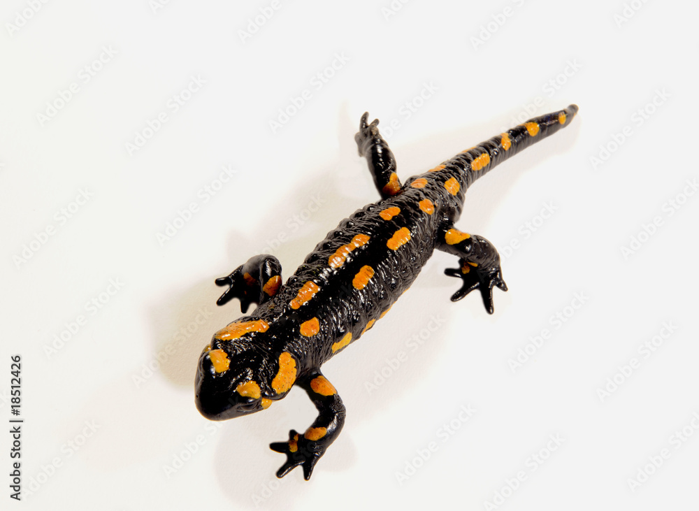 Obraz premium Feuersalamander_d0211