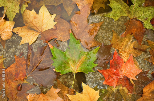 Autumn background. Colorful autumn leaves on the ground