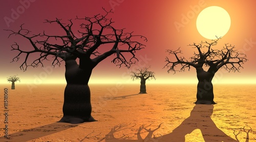 Vászonkép Baobabs by sunset