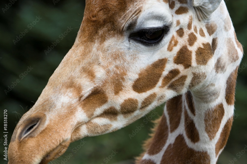 Obraz premium Giraffe