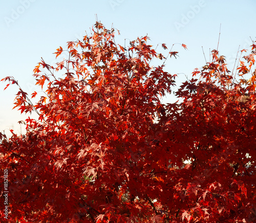 Maple leaves photo