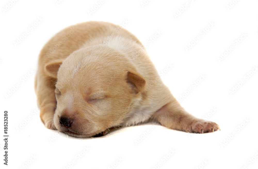 Chihuahua dog on white background Chihuahua dog on white background