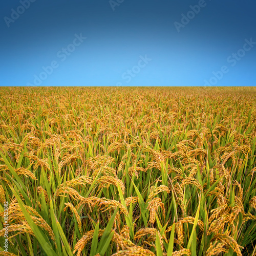 Autumn rice field