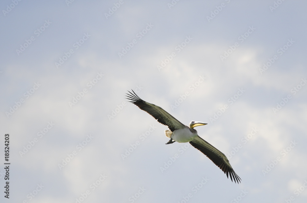 Obraz premium Great White Pelican (Pelecanus onocrotalus) in flight