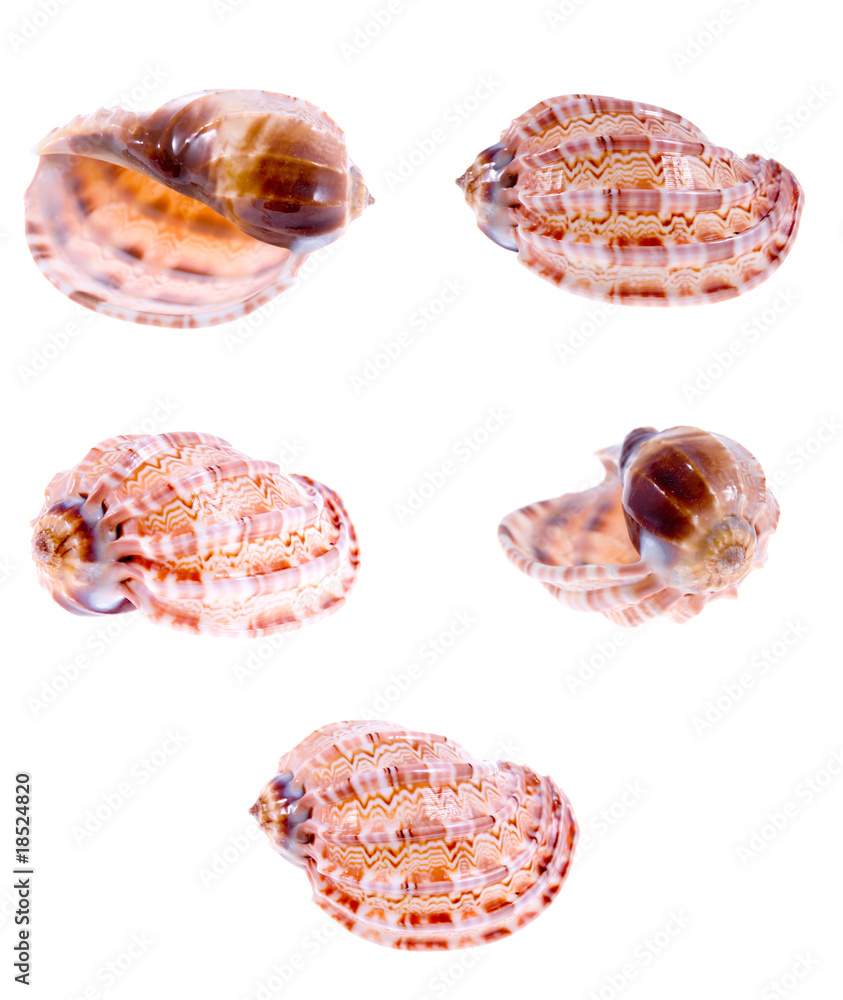 Seashells Seashells