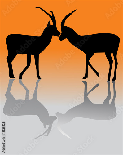 two goats with reflection