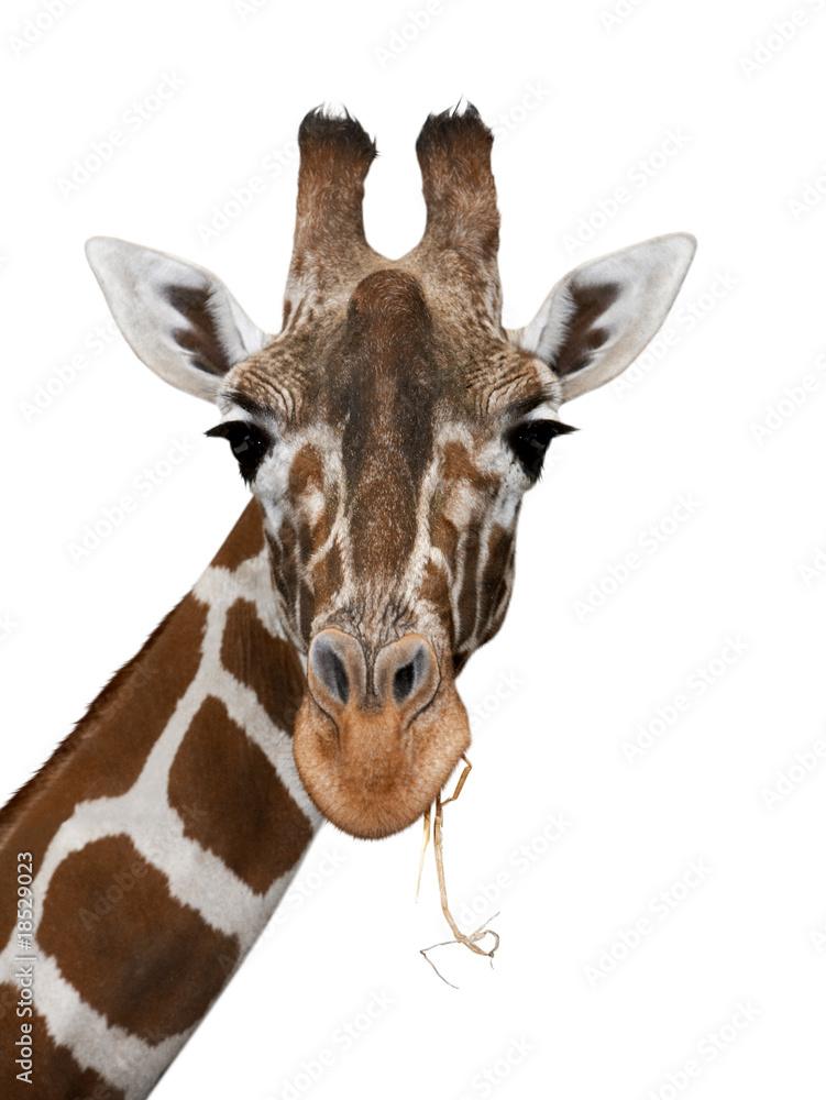 Fototapeta premium Giraffe auf weiß