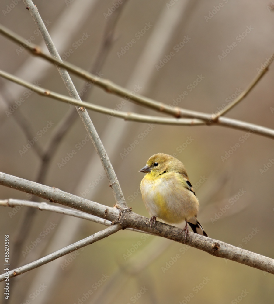 Obraz premium American Goldfinch (Carduelis tristis)