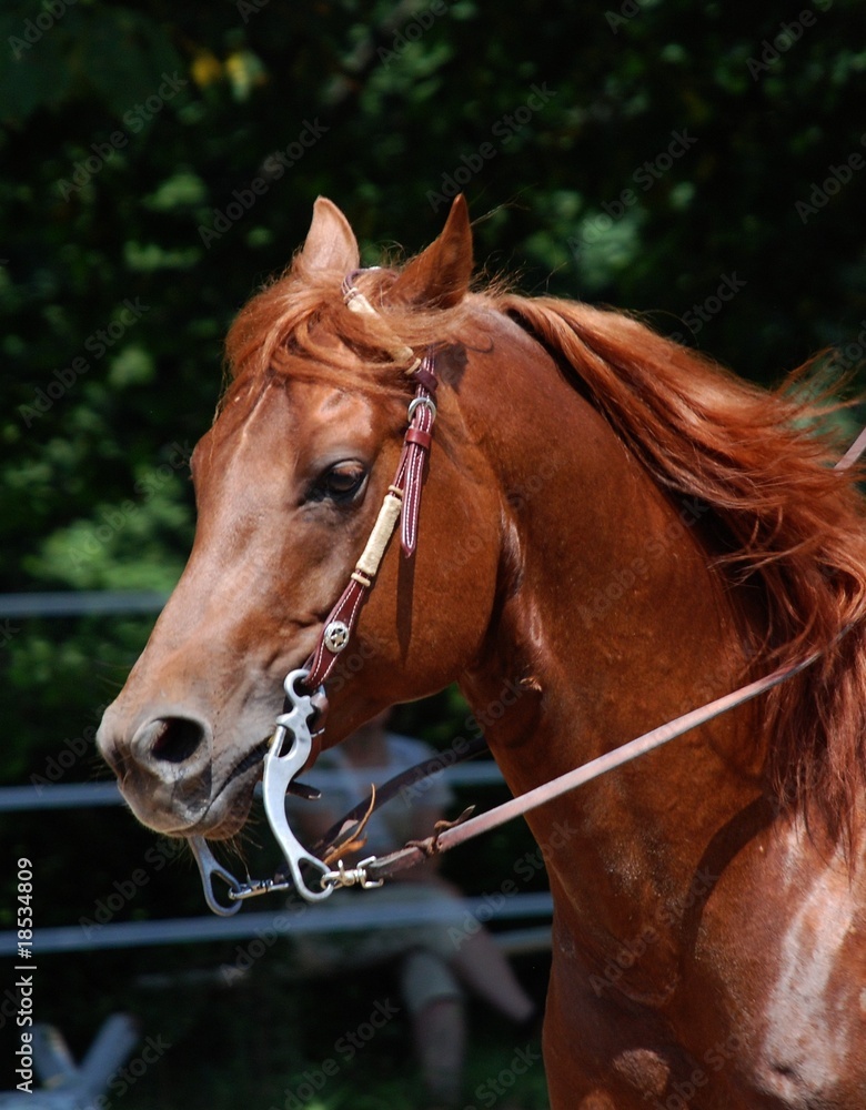Obraz premium Quarter Horse