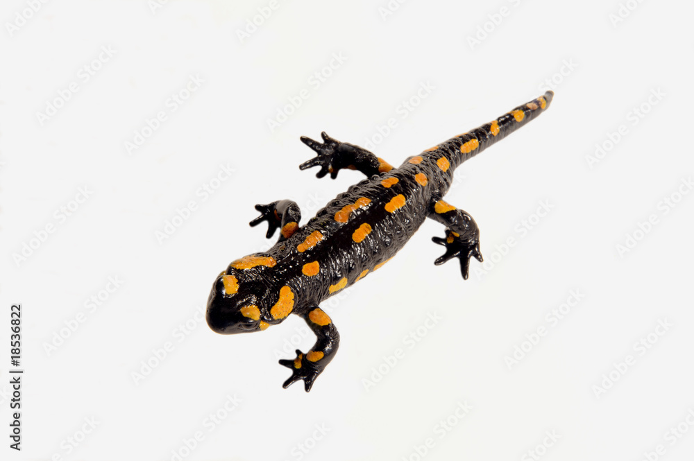Obraz premium Feuersalamander_d0212