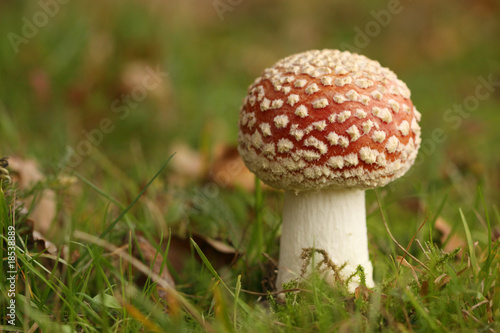 Toadstool in the grass
