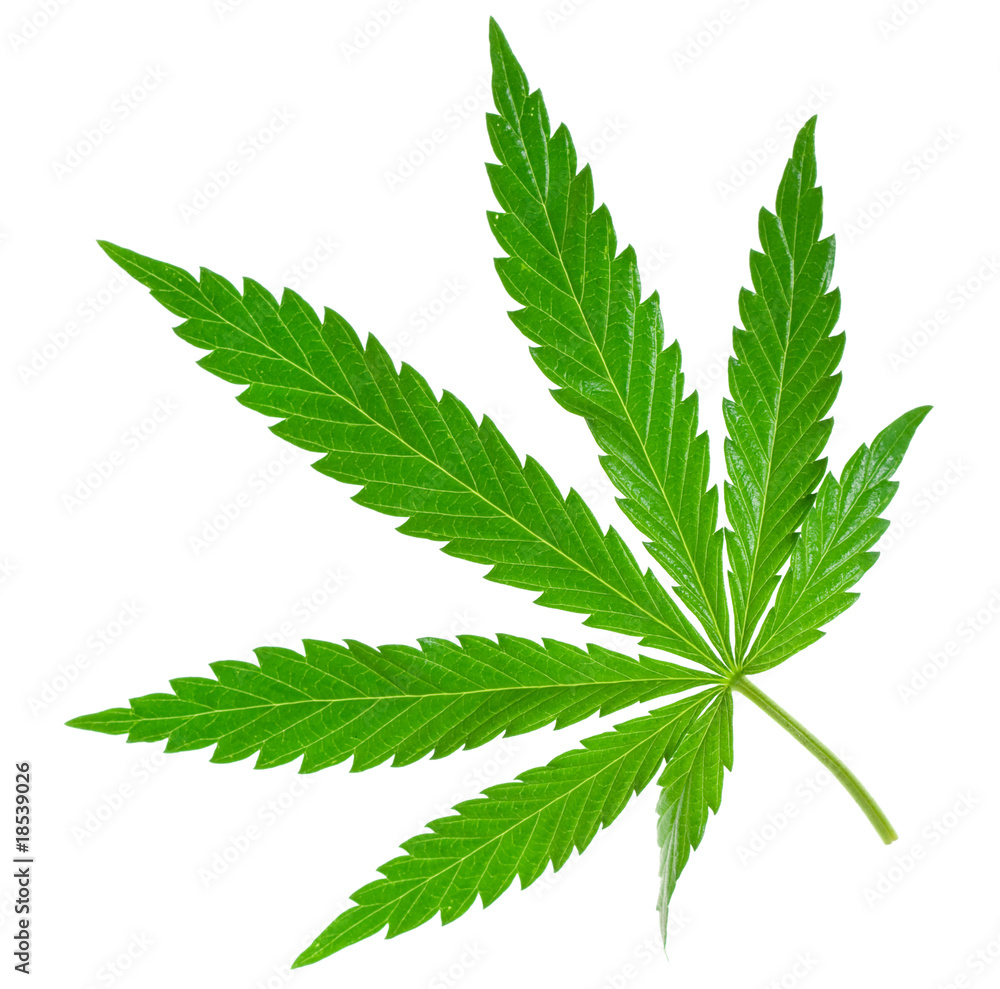 marijuana leaf marijuana leaf
