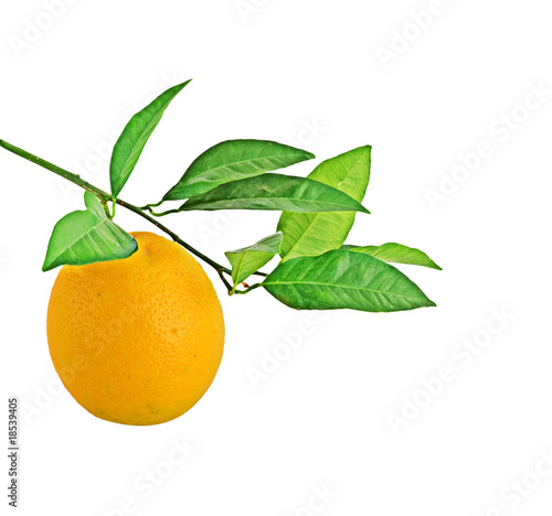 Orange on branch isolated on white background