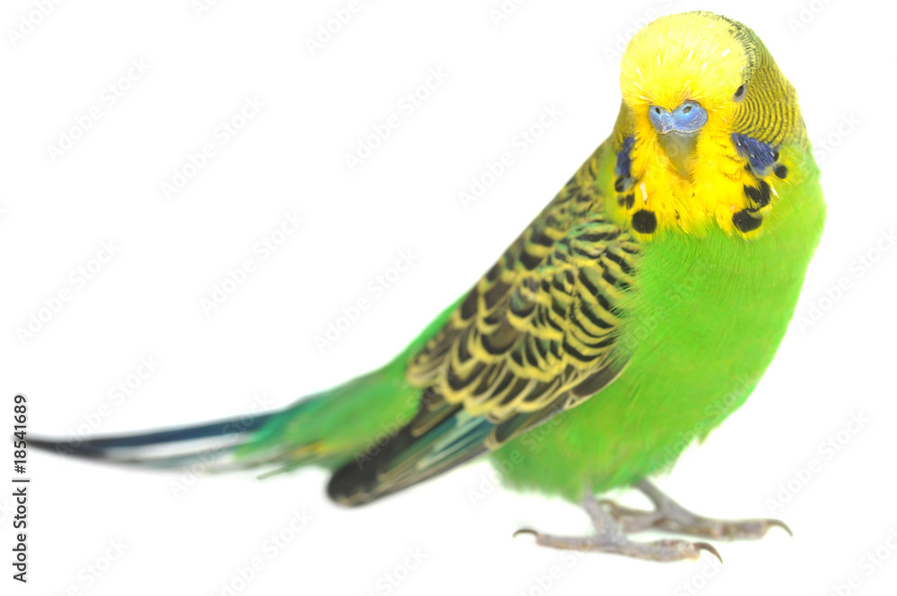 Fototapeta premium portret papużki falistej