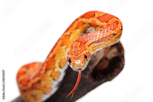 Corn snake on a branch isolated on white background