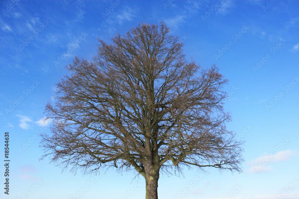 Nackter Baum im Winter Nackter Baum im Winter