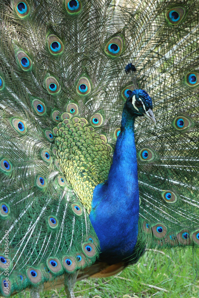Obraz premium Blauer Pfau