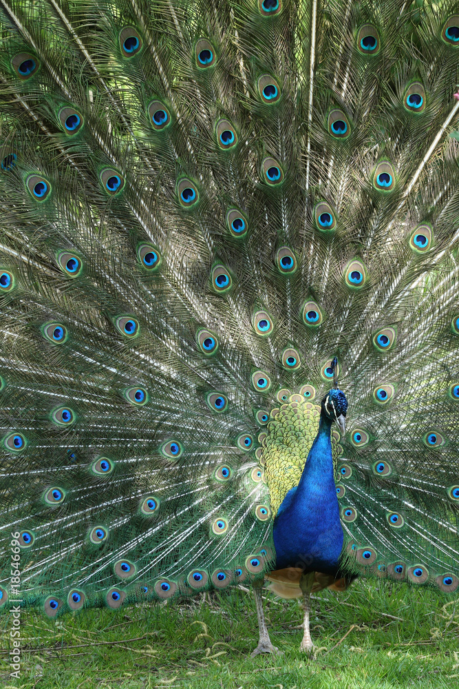 Naklejka premium Blauer Pfau