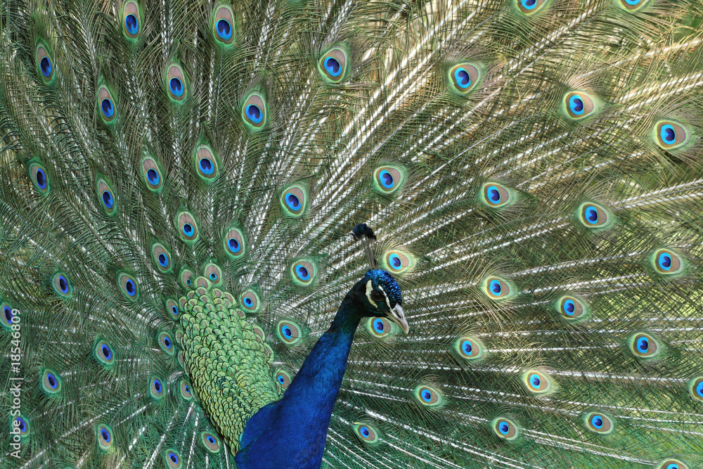Obraz premium Blauer Pfau