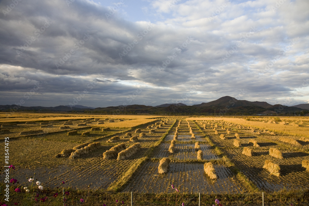 Obraz premium farmland under cloudy sky