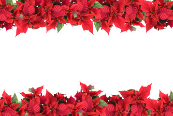 christmas frame from poinsettias isolated on white