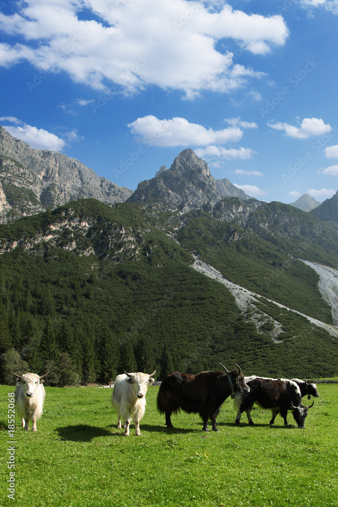 Bergweide mit Yaks im Stubaital, Tirol,Oestereich.