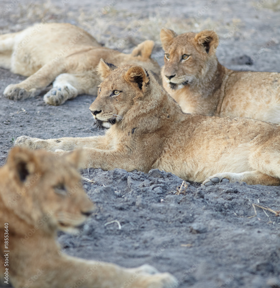 Lions at rest Lions at rest