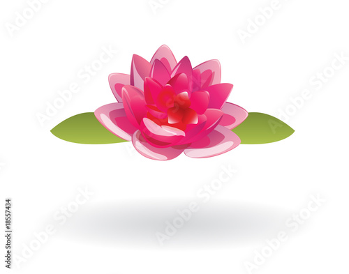 lotus flower vector
