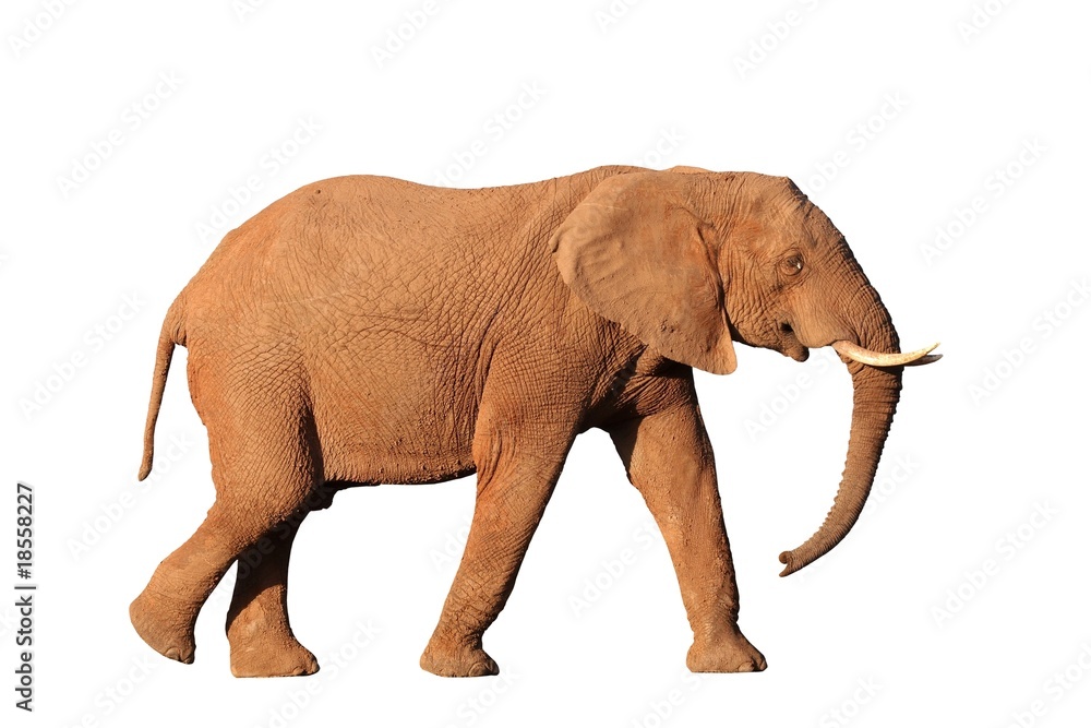 Obraz premium African Elephant Isolated