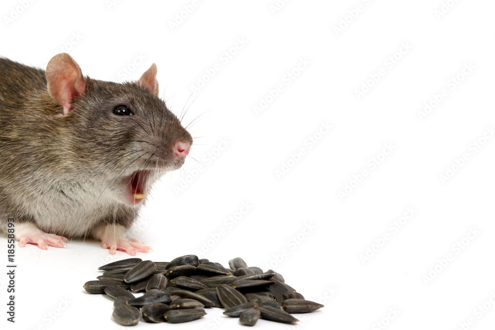 rat
