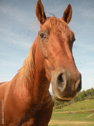 Cavallo marronne