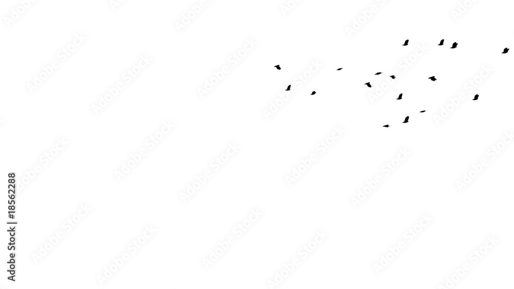 Flock of Pigeons in Distance