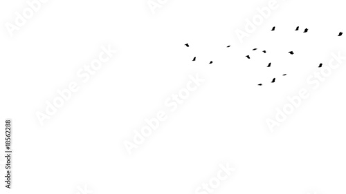Flock of Pigeons in Distance