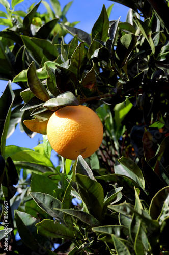 Orange fruit