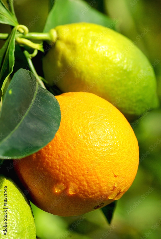 Orange and Lemons.