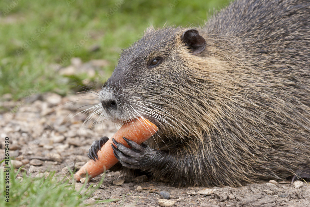 Naklejka premium Ragondin