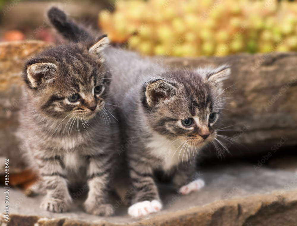 kittens kittens