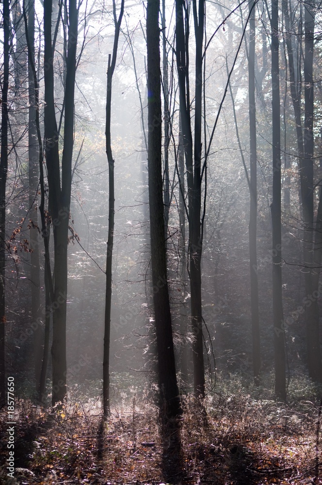 Obraz premium Herbst