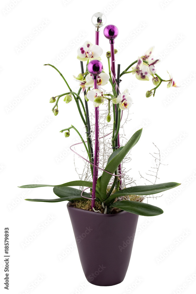 christmas orchid