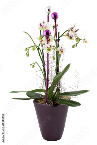 Fototapeta Naklejka Na Ścianę i Meble -  christmas orchid