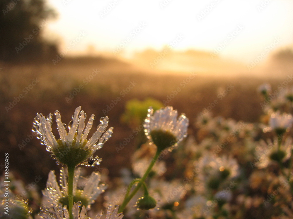 spring morning spring morning
