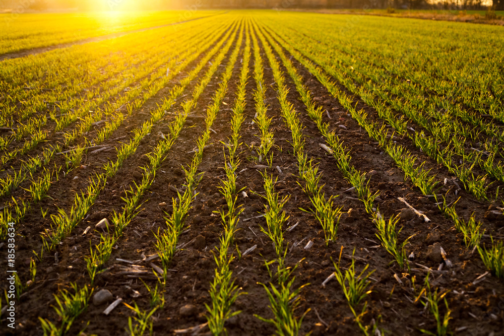 Naklejka premium Feld im Winter