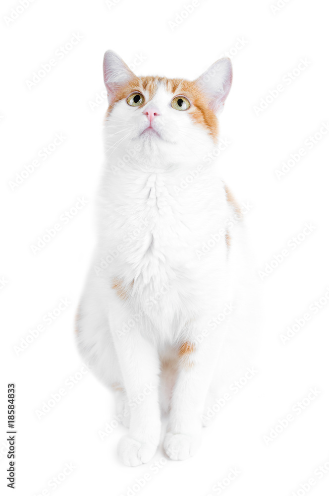 Fototapeta premium cute red and white curious cat isolated