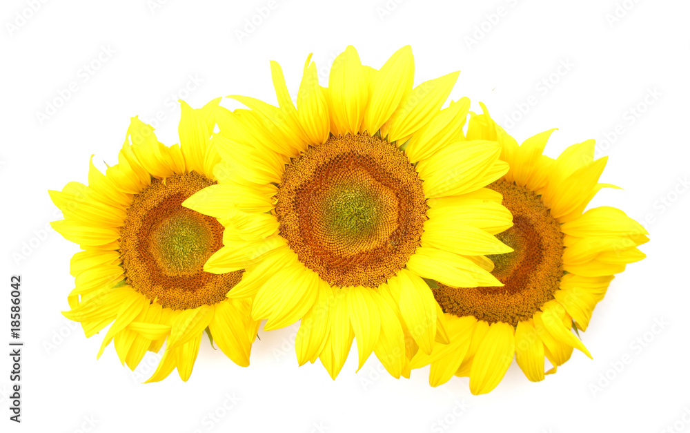 Fototapeta premium Sunflowers flowers isolated on white