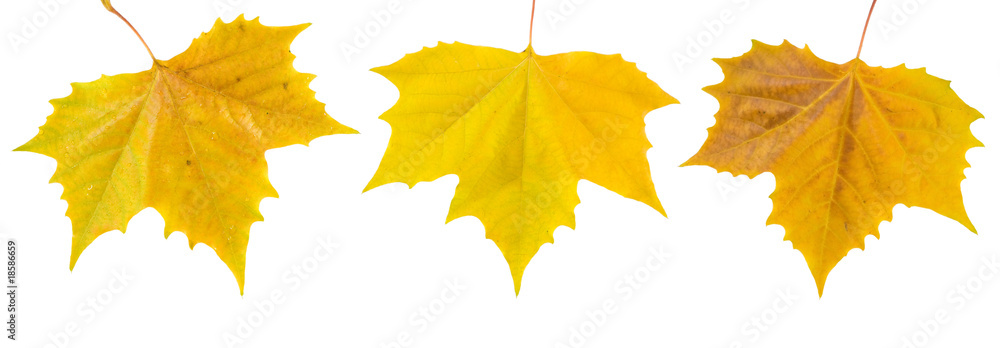 Bunte Blätter im Herbst Bunte Blätter im Herbst