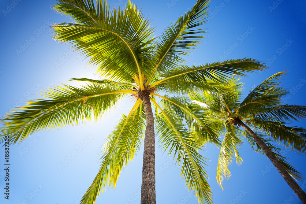 Close up of palm trees agains sunny sky Close up of palm trees agains sunny sky