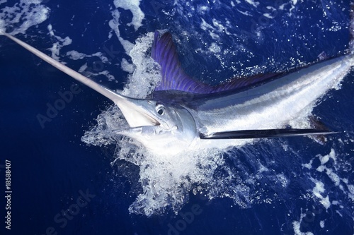 Fotografie Atlantic white marlin big game sport fishing