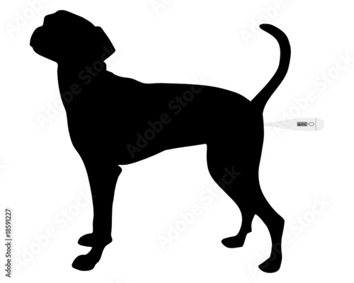 Temperatur messen beim Hund